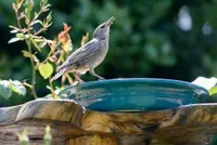 Vogeldrinkschaal