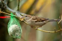 Vogelvoer