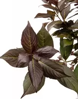 Weigela Florida Minor Black