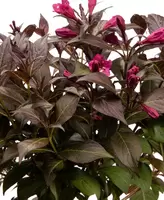 Weigela op stam 85cm