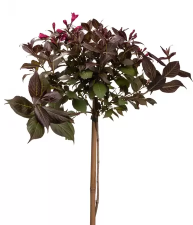 Weigela 85cm