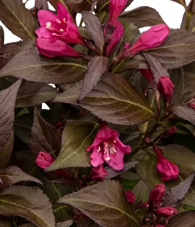 Weigela minor black bloem