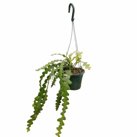 Zaagcactus - Epiphyllum anguliger 30cm