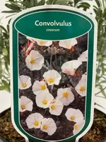 Zilverwinde - Convolvulus cneorum