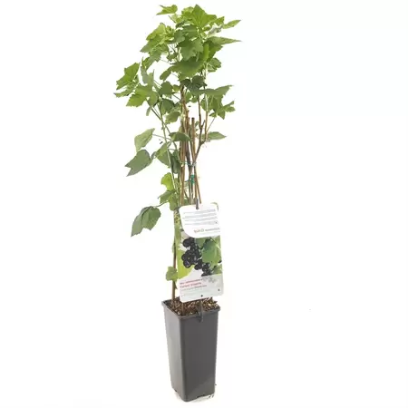 Zwarte Bes - Ribes nigrum Titania H.60cm