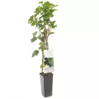 Zwarte Bes - Ribes nigrum Titania H.60cm